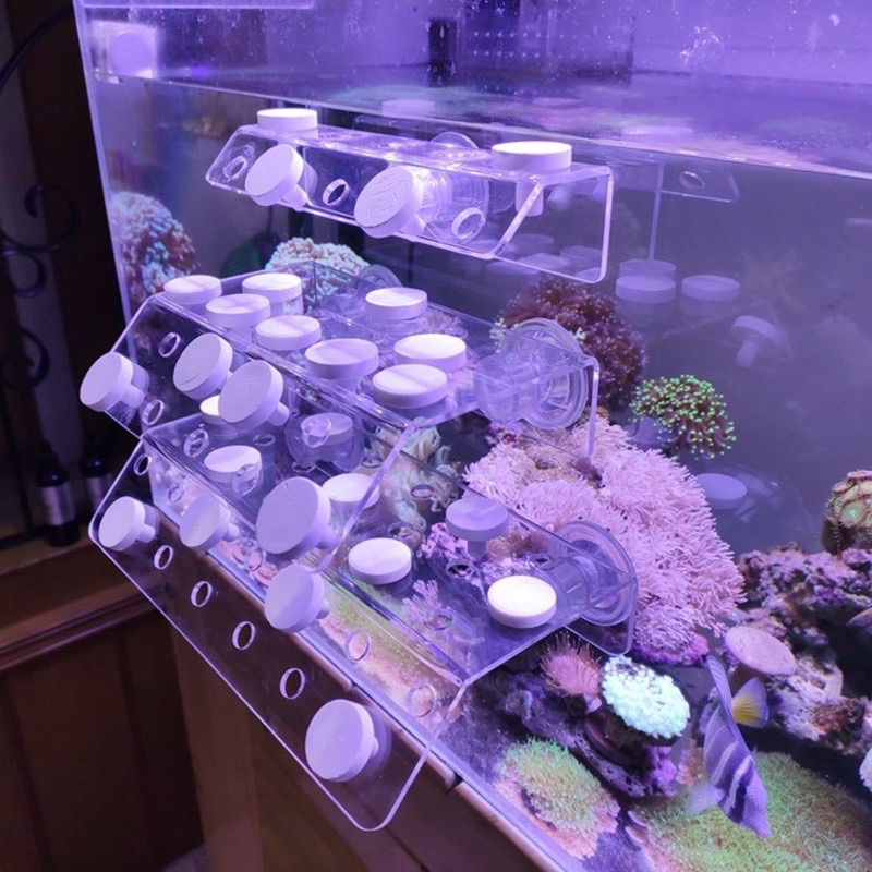 Đế frag dán san hô, frag gắn san hô cho bể cá biển