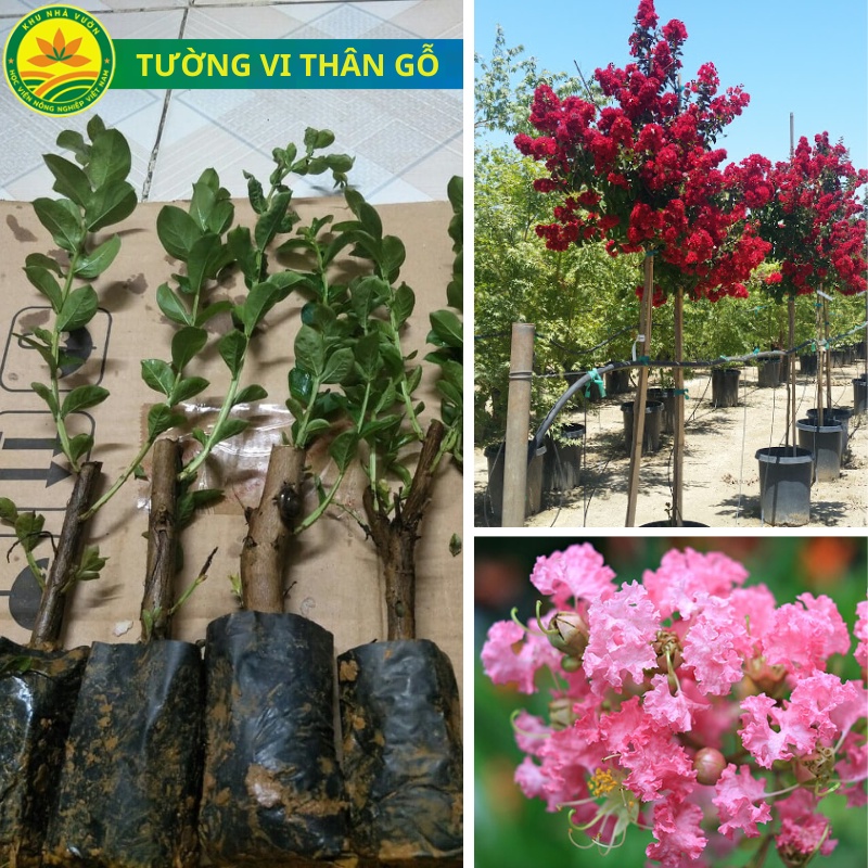 Cây giống hoa tường vi loài hoa gây thương nhớ, cây giống khỏe dễ trồng hoa nhiều màu tội gì không trồng