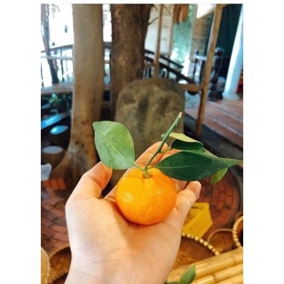 Quýt thái 1kg [HCM]