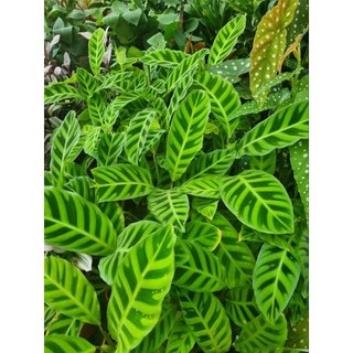 Chậu cây đuôi công thỏ (Calathea zebrina)