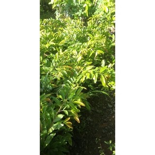 MAI CÚC THỌ HƯƠNG ( CÂY GHÉP THÀNH PHẨM )