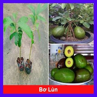 Cây bơ giống lùn Thanh Sơn - cho trái sớm, trái to ăn rất ngon