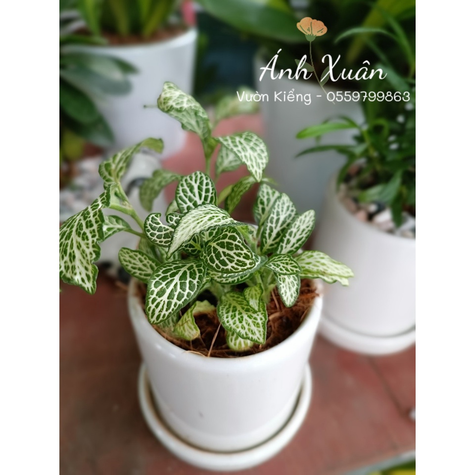 Chậu cây Cẩm Nhung mini