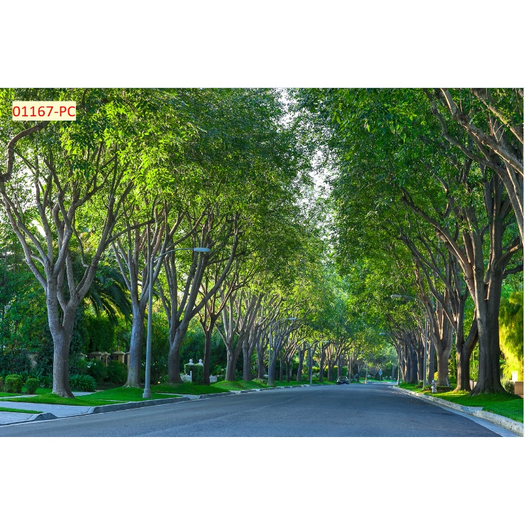 Tranh 3D Dán Tường Hàng Cây Khổ Lớn mẫu mới nhất