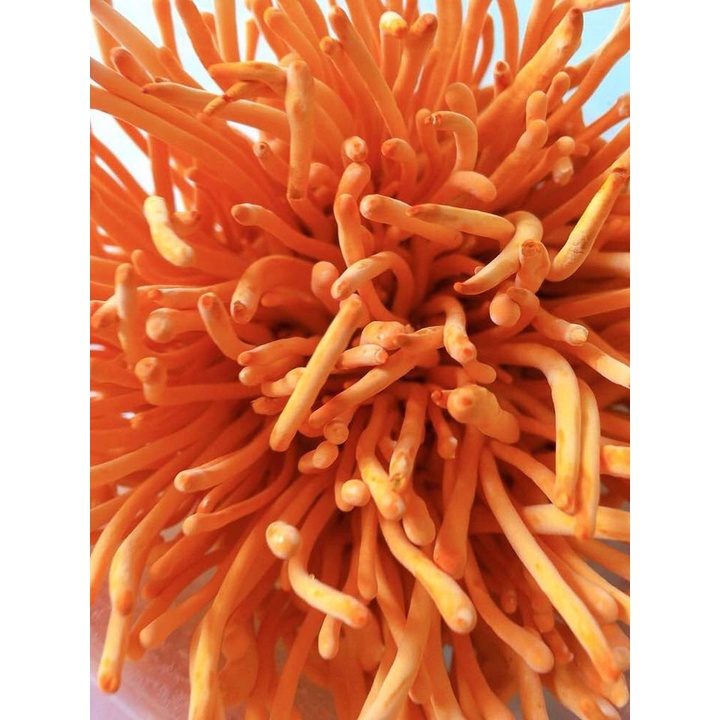 Đông Trùng Hạ Thảo sinh khối cao cấp - hộp 180 gram