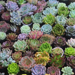 Sen đá bầu (sen bầu đen, 5-7 cm)
