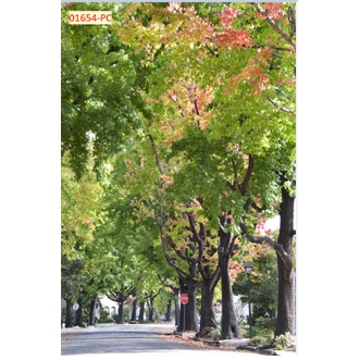 Tranh 3D Dán Tường Hàng Cây Khổ Lớn không giới hạn kích thước