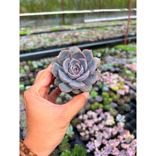 Sen đá Liên đài hồng size nhỏ 4-4,5cm, màu hồng nữ tính, lỗi 1 đổi 1