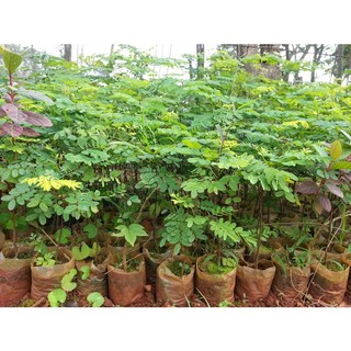 500 gram HẠT GIỐNG CẨM LAI ĐỎ [ Hạt tuyển chọn với tỷ lệ nảy mầm cao > 95% ] [ RẺ HƠN HOÀN TIỀN ]
