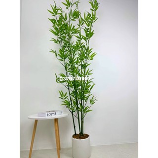 Chậu cây trúc giả Kèm chậu nhựa trắng độ cao 150cm -200cm