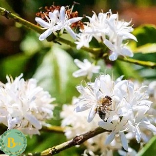 Mật Ong Nguyên Chất Hoa Cà Phê BeeFarm