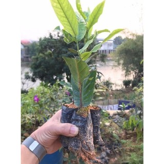 Hoa Hải đường
