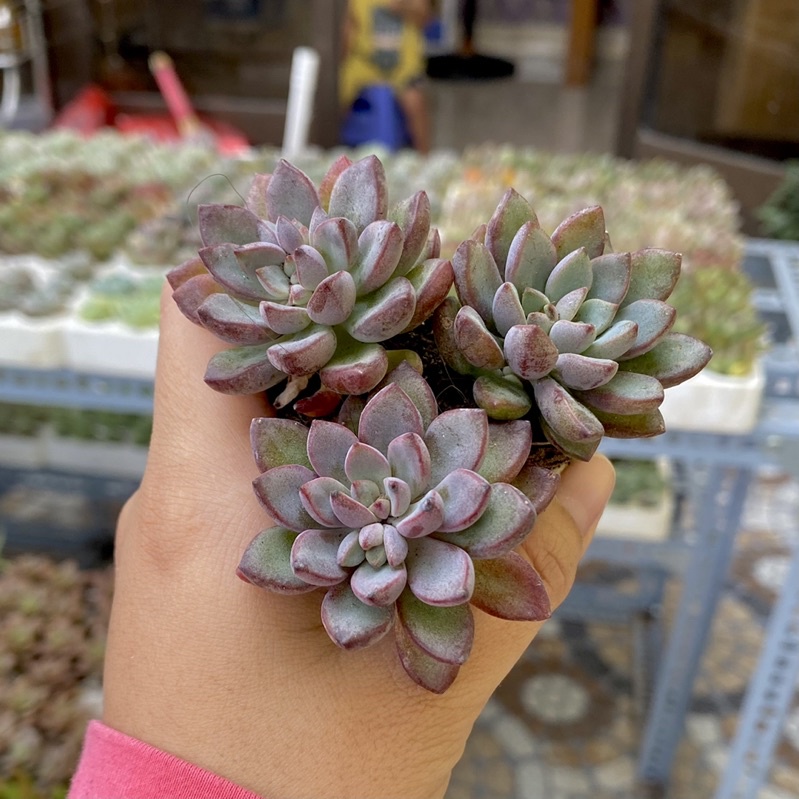 Sen Đá Sỏi Nhung Tím Mini ( 2-3cm )