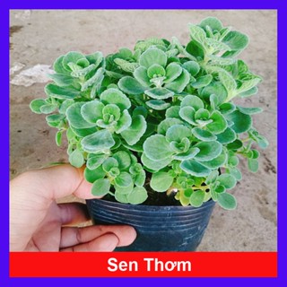 Cây Sen Thơm ( Nhất Mạt Hương ) Toả Hương Thơm Dễ Chịu - cây cảnh để bàn