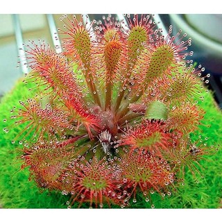 Đèn trồng cây bắt mồi