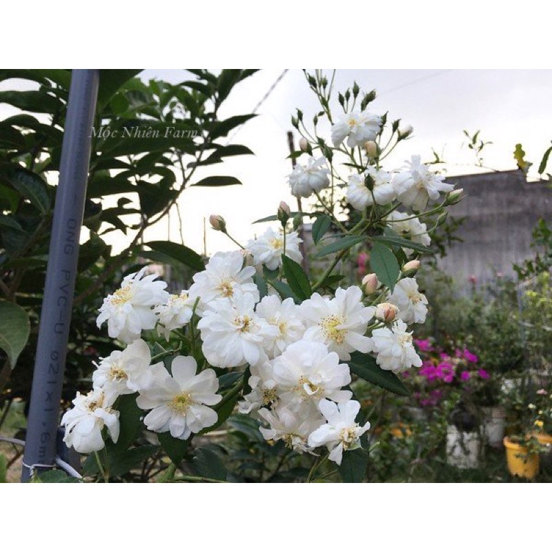 Hoa hồng leo Snow Goose rose