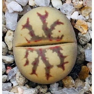 Sen Thạch Lan, Sen Mông Dòng Dorothea, lithops