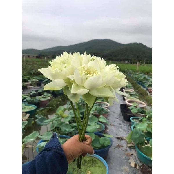 Củ sen giống Green Cloud siêng hoa lâu tàn