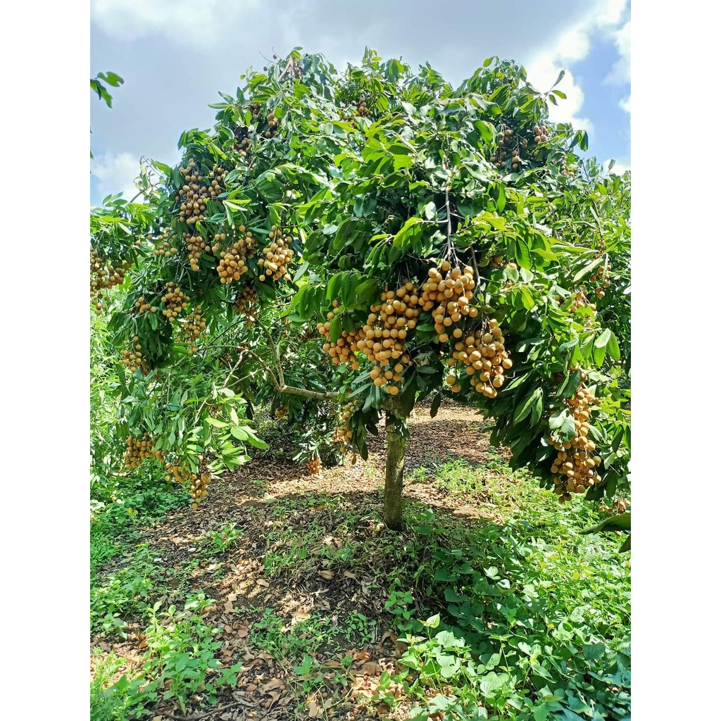 CÂY GIỐNG NHÃN KHÔNG HẠT(CHUẤN GIỒNG NHÃN KO HẠT)