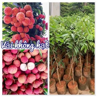 Cây giống vải không hạt