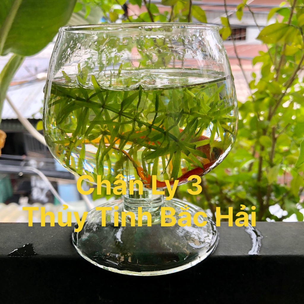 Mẫu Chân Ly CL3 - Bầu Bèo, Thố, Chân Ly , Chậu , Bễ , Hồ Thủy Tinh Trồng Cây Thủy Sinh Và Nuôi Cá