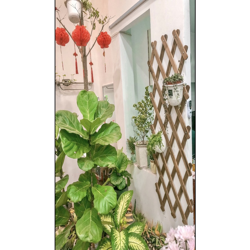 Giàn hoa hồng leo, giàn cây gỗ treo ban công R60xC140cm, Gìàn hoa hồng bụi,hàng rào gỗ cho cây hoa leo XK Nhật Bản