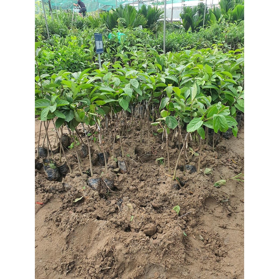 CÂY GIỐNG HỒNG GIÒN - SIÊU TRÁI, SIÊU GIÒN, NGỌT