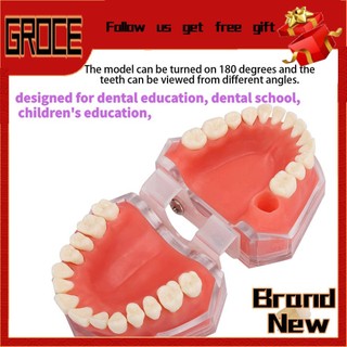 Grocerybazaar Gingiva Model Removable Teeth Soft Oral Demonstrating Dental Practice Teaching Tool