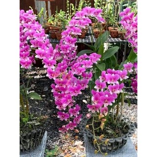 Hoa lan đồng tiền hồng cây trưởng thành gửi nguyên chậu