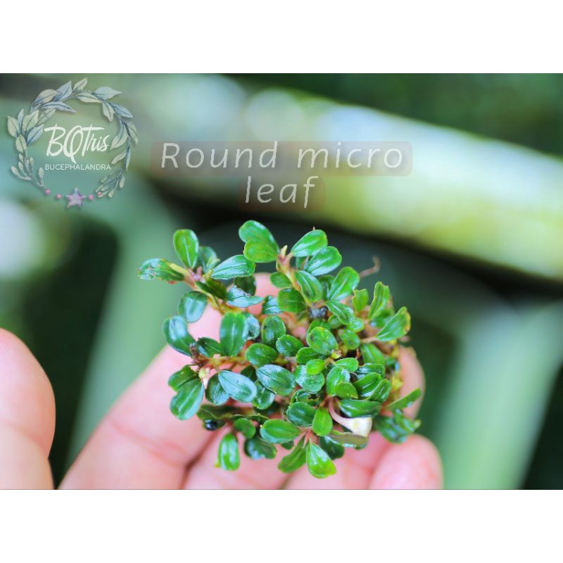 Bucep Micro siêu bé ○ cây thủy sinh ○ lá cạn ○ theo bụi