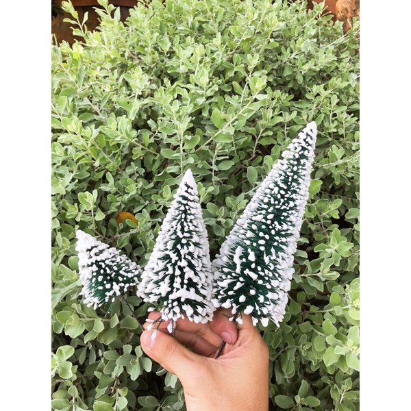 THÔNG CẮM-TRANG TRÍ NOEL