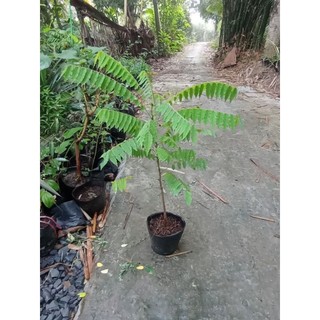 cây khế tàu, khế Tây