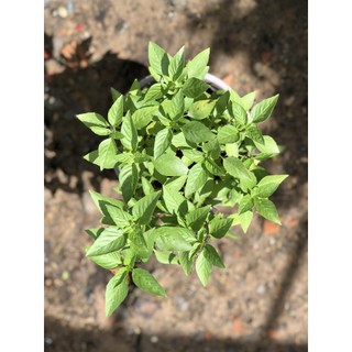 Chậu cây rau quế é chỉ giao TP.HCM
