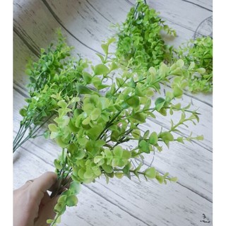 Nhánh cỏ xanh lá tròn