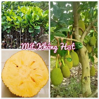 Cây giống Mít không hạt