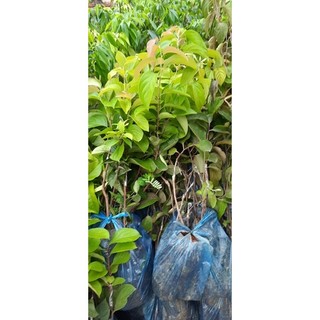 Cây Hồng đỏ nhân hậu/ HỒNG TẾT ( hồng đỏ lồng đèn) cây giống ghép F1