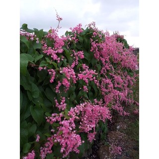 Cây giống hoa tigon