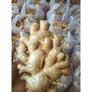 1 kg củ gừng tươi