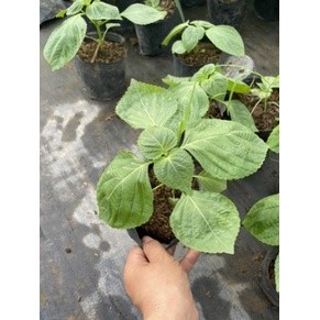 Hạt giống - cây giống vừng hàn quốc