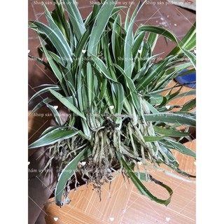 cỏ lan chi có rễ 5cây