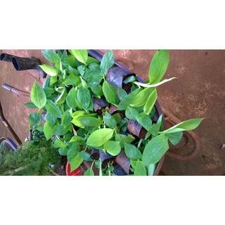 Cây giống Chuối Đỏ Dacca .