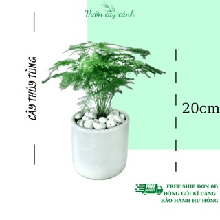 Cây thủy tùng mini để bàn, Cao 20cm - Cây để bàn, trang trí nội thất