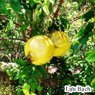 CÂY GIỐNG LỰU BẠCH .CHO TRÁI SIÊU SỚM