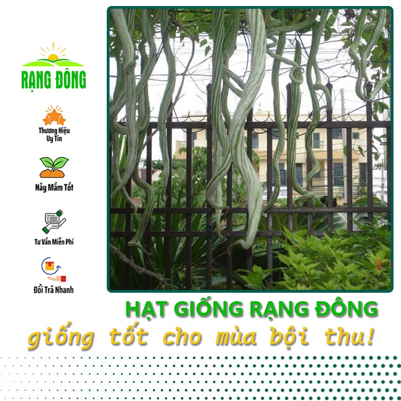 Hạt giống Mướp Rắn lai F1, trái dài 55-60cm, trồng quanh năm (gói 5 hạt) - Hạt giống Rạng Đông