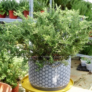 Hương Thảo Rũ Var giống Đức Golden Rosemary Lá Vàng JUN GARDEN
