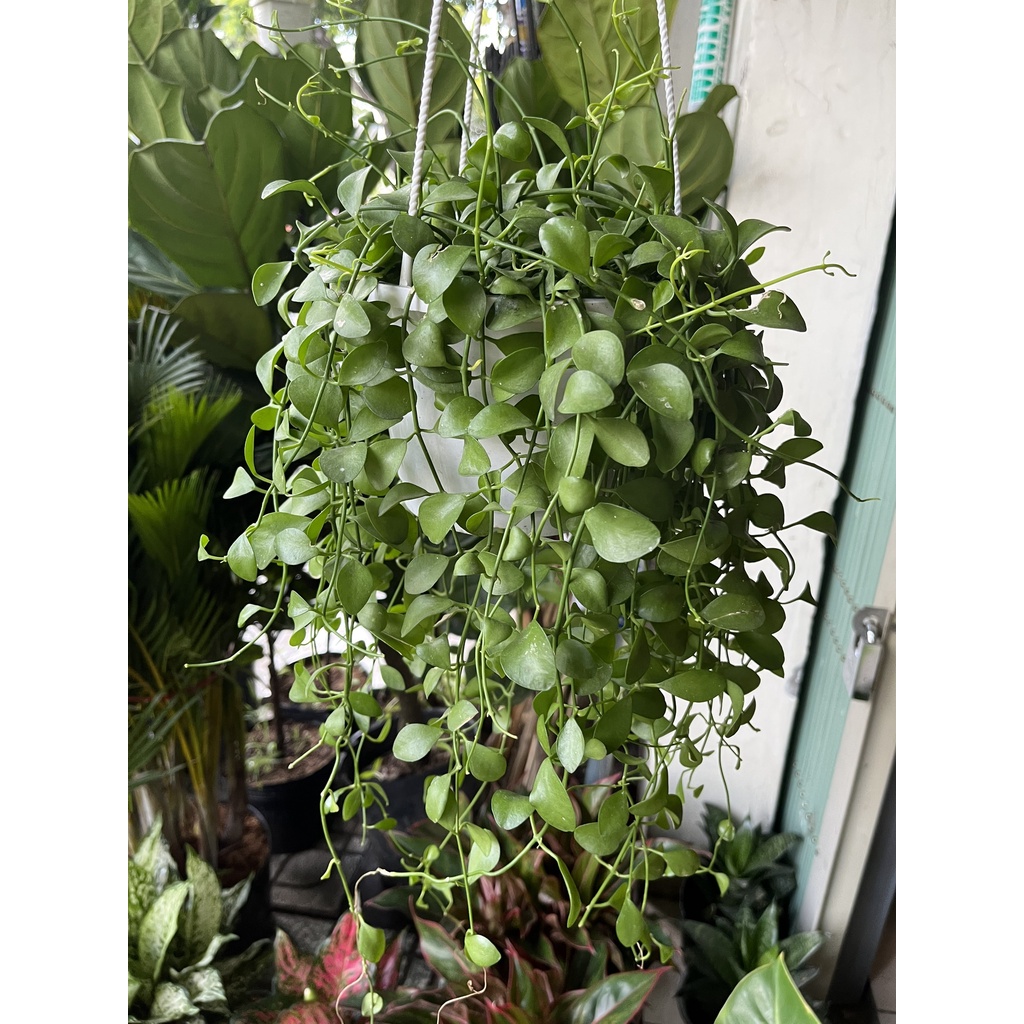Cây ĐÔLA dạng treo, cây cảnh trang trí ban công, sân vườn đẹp