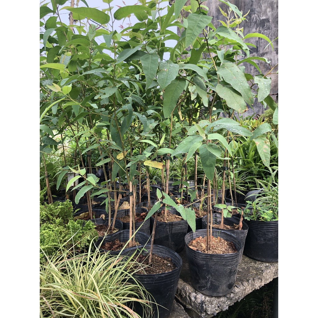 Cây bạch đàn chanh Lemon Eucalyptus
