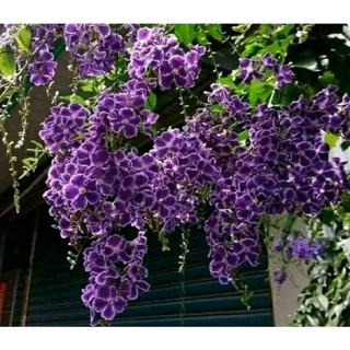 Cây giống hoa chuỗi ngọc thái