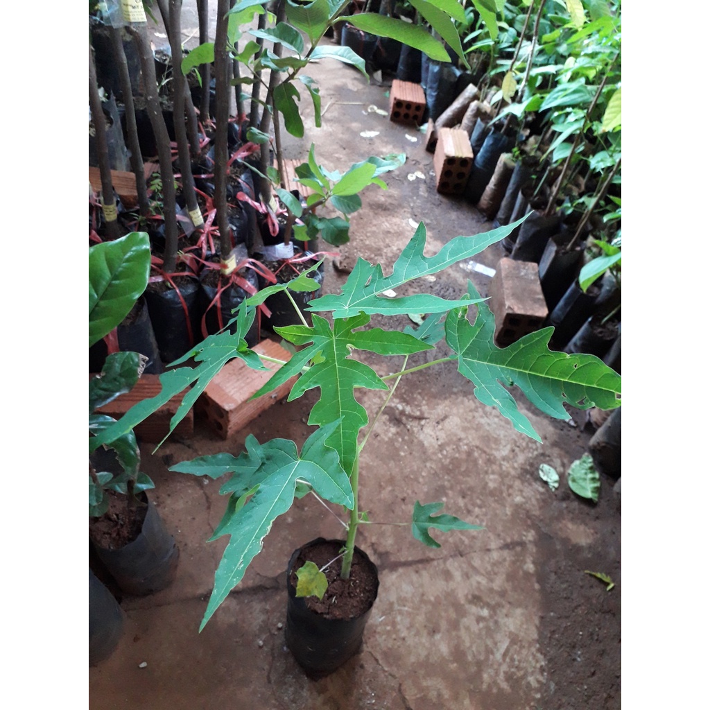 CÂY GIỐNG ĐU ĐỦ ruột đỏ LÙN TRỒNG CHẬU . [ GHN Express ]