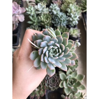 Sen đá dù hồng size bầu